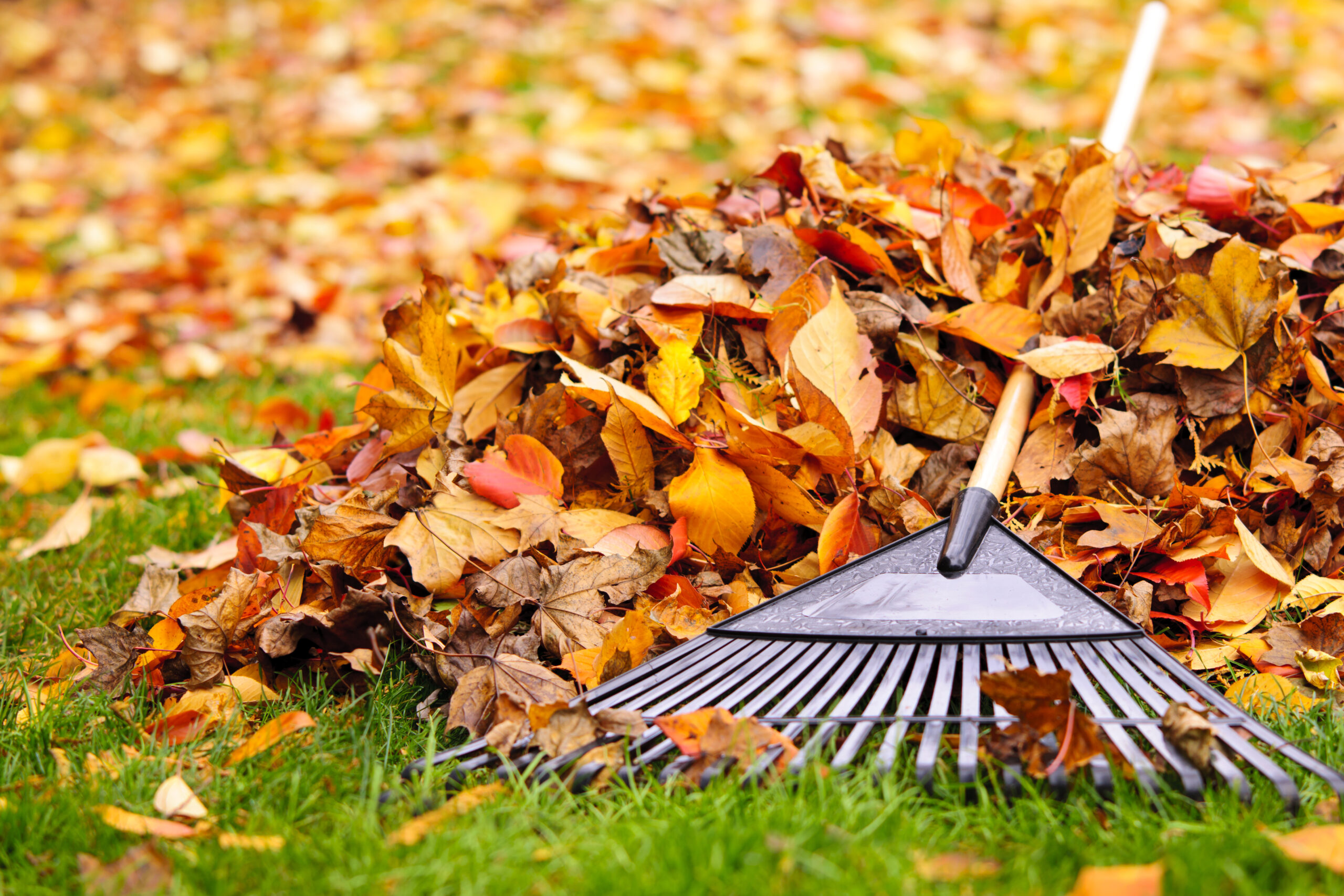 A pile of fall leaves with a rake on top of the pile