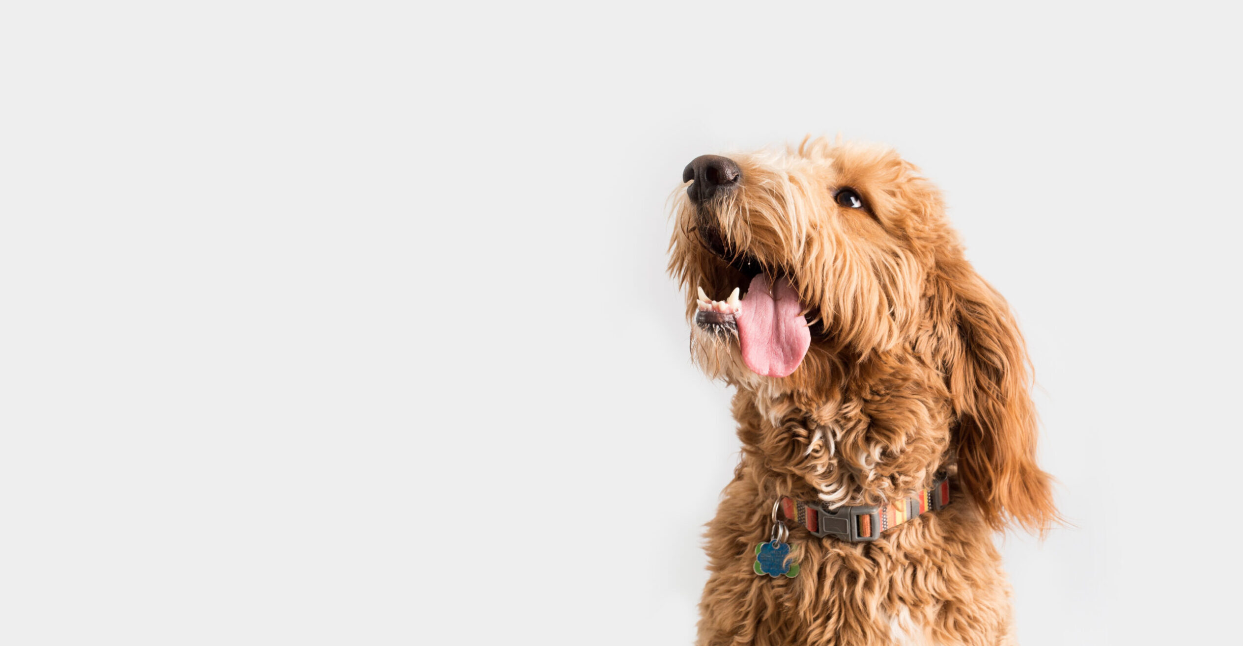 golden doodle dog looking up with his tongue hanging out