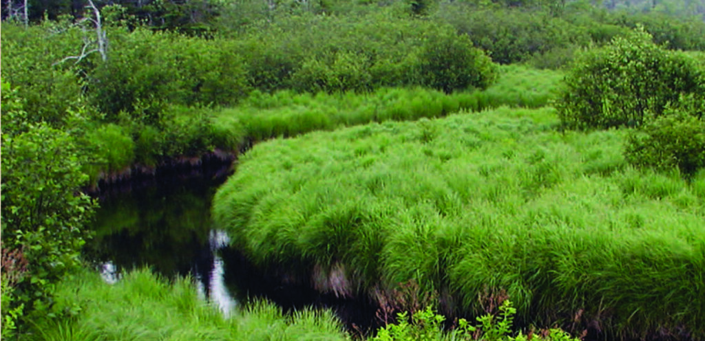 A small river runs through lush green-grassed banks.