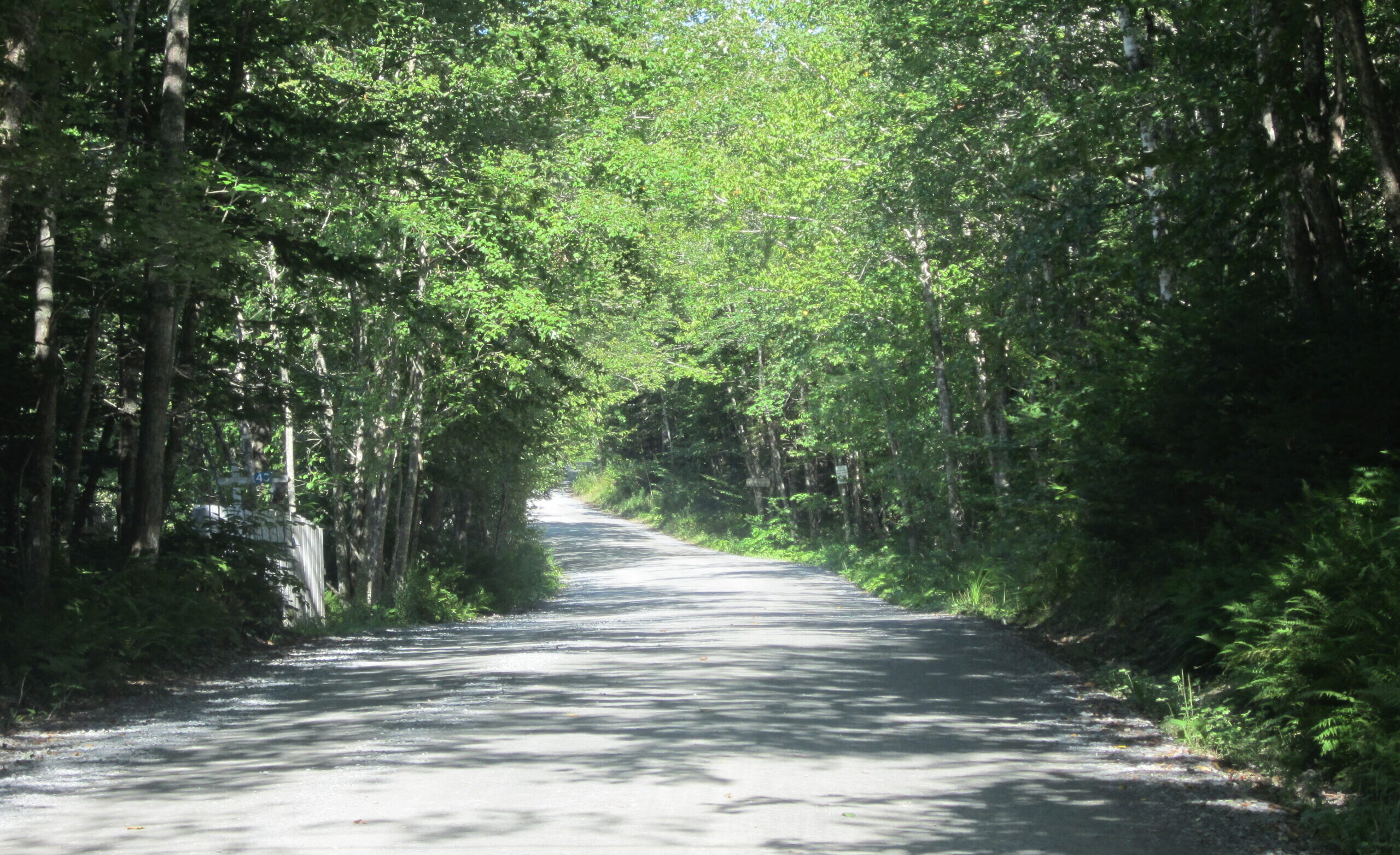 A gravel road shaded by leafy trees
