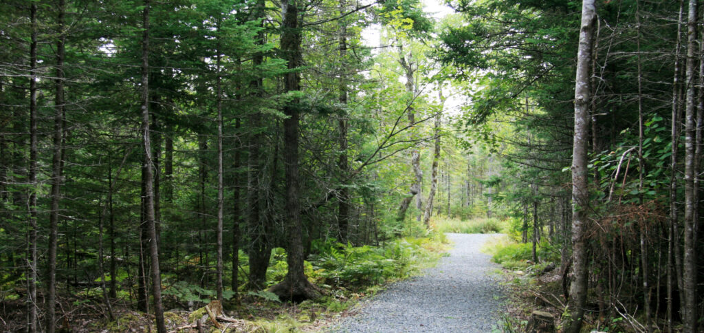 A wide gravel path travels through a lush green forest.