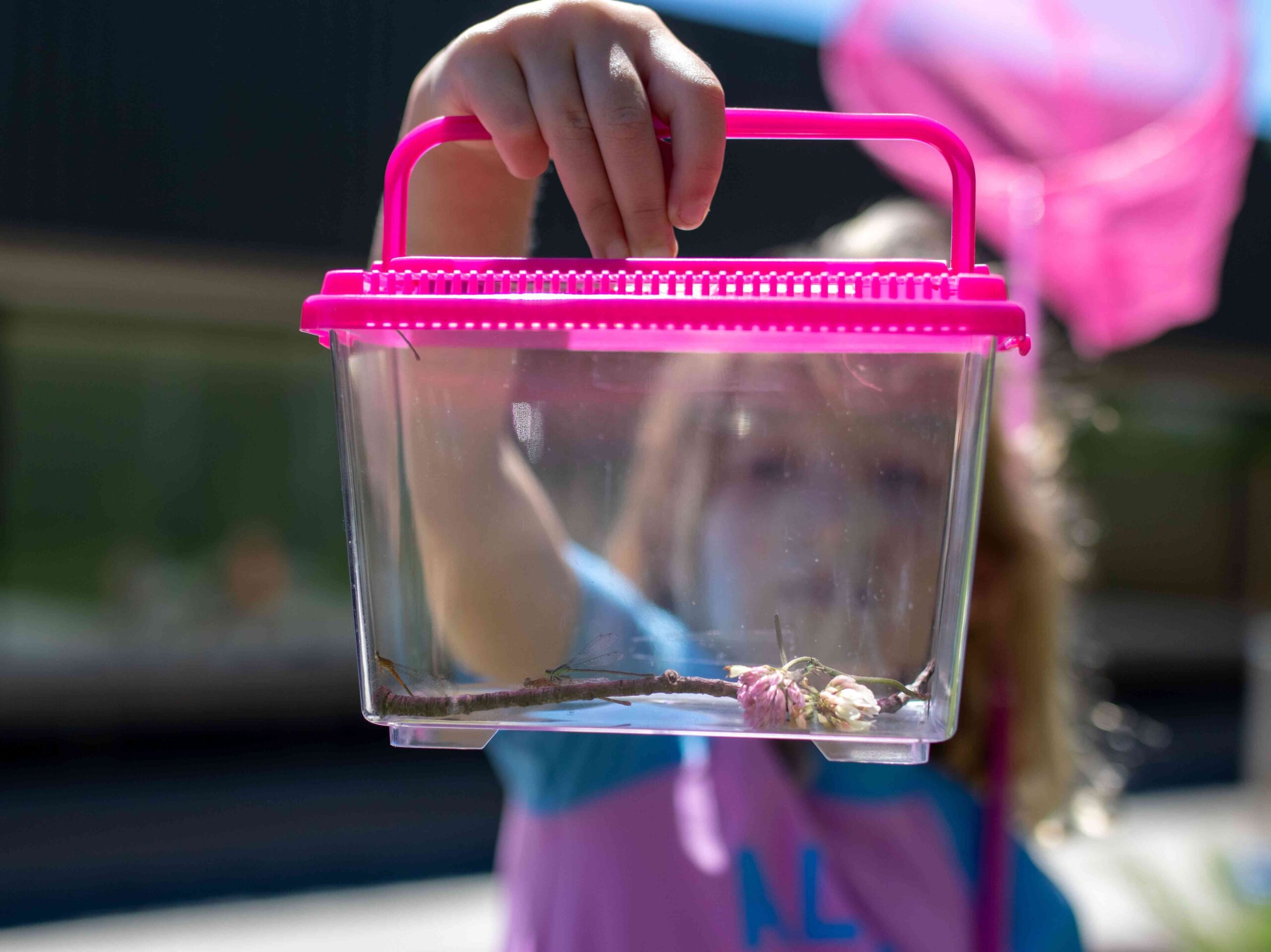 A young child holding up an insect box with a dragonfly inside